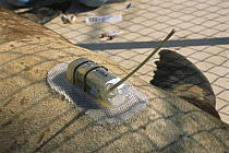 Satellite tag attached with glue to male Californian sea lion {Zalophus californianus} Marine Mammal Centre, California, USA
