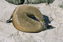 Female Californian sea lion {Zalophus californianus} giving birth, Channel Islands NP, San Miguel Is, California, USA