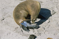 Female Californian sea lion {Zalophus californianus} giving birth, Channel Islands NP, San Miguel Is, California, USA