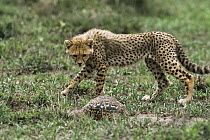 3month-old Cheetah cub {Acinonyx jubatus} watching Leopard tortoise {Geochelone pardalis} with interest , Ngorongoro Conservation Area, Tanzania