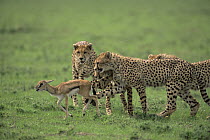 Mother teaches 8 month old Cheetah cubs {Acinonyx jubatus} how to catch young Gazelle prey, Ngorongoro Conservation Area, Tanzania, sequence 3/4
