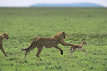 8 month old Cheetah cub {Acinonyx jubatus} learning how to chase and catch young Gazelle prey, Ngorongoro Conservation Area, Tanzania, sequence 2/4