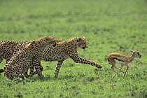 8 month old Cheetah cubs {Acinonyx jubatus} learning how to chase and catch young Gazelle prey, Ngorongoro Conservation Area, Tanzania, sequence 1/4