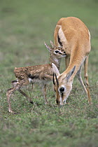 Thomson's gazelle {Gazella thomsoni} newborn baby starts to suckle from mother, Ngorongoro Conservation Area, Tanzania, sequence 7/7