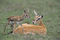 Thomson's gazelle {Gazella thomsoni} mother with newborn baby taking its first steps, Ngorongoro Conservation Area, Tanzania, sequence 5/7