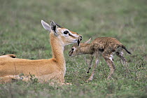 Thomson's gazelle {Gazella thomsoni} mother encourages newborn baby to take its first steps, Ngorongoro Conservation Area, Tanzania, sequence 4/7