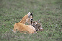 Thomson's gazelle {Gazella thomsoni} mother bonding with newborn baby by  mutual sniffing, Ngorongoro Conservation Area, Tanzania, sequence 3/7