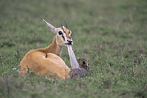Thomson's gazelle {Gazella thomsoni} mother pulling birth sac off newborn baby, Ngorongoro Conservation Area, Tanzania, sequence 2/7