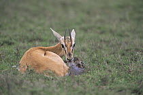 Thomson's gazelle {Gazella thomsoni} mother pulling birth sac off newborn baby, Ngorongoro Conservation Area, Tanzania, sequence 1/7