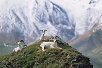 Dall sheep {Ovis dalli} resting on hill top with mountains behind, Denali NP, Alaska, USA