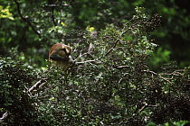 Gray's guenon / Crowned monkey {Cercopithecus pogonias grayi} eating fruit from {Dialium pachyphyllum} tree, Maya Maya Nord Bai, Odzala NP, Rep of Congo