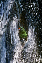 Red fronted / Jardine's parrot {Poicephalus gulielmi} at nest hole in tree trunk, Arusha NP, Tanzania