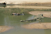 Nile crocodile {crocodylus niloticus} in shallow river water beside bloated dead Wildebeest in dry season, Serengeti NP, Tanzania