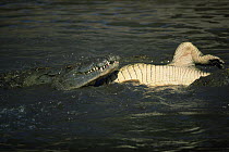 Nile crocodiles {Crocodylus niloticus} with dead crocodile showing white underside of body, Serengeti NP, Tanzania