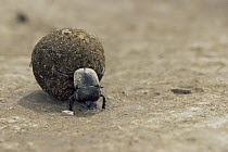 Dung beetle {Scarabaeidae} rolling dung, Serengeti NP, Tanzania