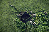 Aerial view of Masai camp with huts around a central coral and cattle being led out to graze, Crater Highlands, Ngorongoro Conservation Area, Tanzania