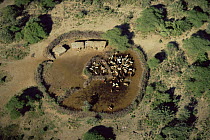 Aerial view of Masai camp with huts and cattle within coral area, Crater Highlands, Ngorongoro Conservation Area, Tanzania