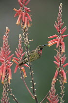 Sunbird {Nectarinia sp} feeding onnectar from Red hot poker flowers {Kniphofia sp} Serengeti NP, Tanzania