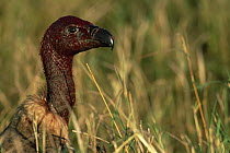 White backed vulture {Gyps africanus} head and neck covered in blood from feeding, Masai Mara GR, Kenya