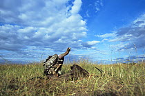 Ruppell's griffon vulture {Gyps rueppellii} feeding on carcass, Masai Mara GR, Kenya