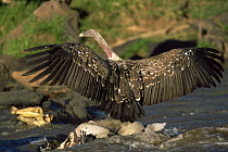 Ruppell's griffon vulture {Gyps rueppellii} perched on rock in stream, wings spread, Masai Mara GR, Kenya