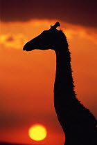 Giraffe {Giraffa camelopardalis} head neck silhouette at sunset, Masai Mara GR, Kenya