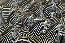 Common zebra {Zebra burchelli} herd massed together on migration, Masai Mara GR, Kenya
