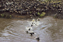 Wildebeest {Connochaetes taurinus} herd gathering on river bank and crossing river on migration, also Zebra, Masai Mara GR, Kenya
