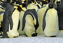 Emperor penguins {Aptenodytes forsteri} colony with males incubating eggs and one male turning egg, Antarctica