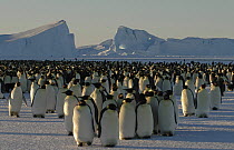 Colonoy of adult Emperor penguins {Aptenodytes forsteri} Antarctica