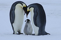 Emperor penguin {Aptenodytes forsteri} pair with chick, Antarctica