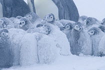 Emperor penguin {Aptenodytes forsteri} chicks huddled together for warmth during snow storm, Antarctica