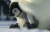 Emperor penguin {Aptenodytes forsteri} chick emerging from brood chamber on adult's feet, Antarctica