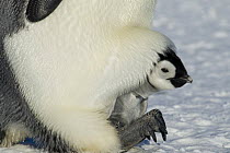 Emperor penguin {Aptenodytes forsteri} chick emerging from brood chamber on adult's feet, Antarctica