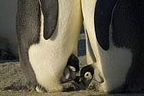 Emperor penguin {Aptenodytes forsteri} two chicks emerging from brood chamber on adult's feet, Antarctica