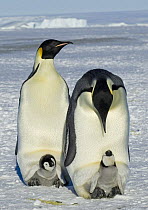 Emperor penguins {Aptenodytes forsteri} two adults with chicks emerging from brood chamber on their feet, Antarctica