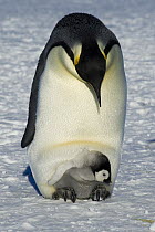 Emperor penguin {Aptenodytes forsteri} adult with chick emerging from brood chamber on feet, Antarctica