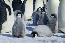 Emperor penguin {Aptenodytes forsteri} chicks relaxing in sunshine, grooming, sleeping, resting, Antarctica