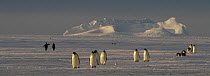 Emperor penguins {Aptenodytes forsteri} crossing antarctic landscape, some walking, some sliding, Antarctica