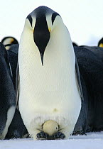 Emperor penguin {Aptenodytes forsteri} male watching as its egg begins to hatch in brood chamber on feet, Antarctica