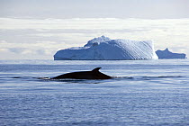 Minke whale {Balaenoptera acutorostrata} surfacing with iceberg in background, Antarctica