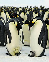 Emperor penguin {Aptenodytes forsteri} one adult with hewly hatched chick, another with hatching egg, Antarctica