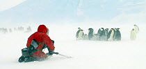 Cameraman Wade Fairley.filming colony of Emperor penguins in snow blizzard, Antarctica, for BBC Planet Earth series 2005