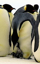 Emperor penguin {Aptenodytes forsteri} feeding chick in brood chamber on feet, Antarctica