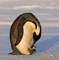Emperor penguin {Aptenodytes forsteri} tending chick in brood chamber on feet, Antarctica