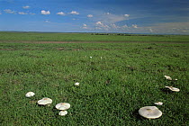 Mushrooms growing on savanna grassland after rain, Masai Mara GR, Kenya