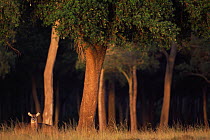 Defassa waterbuck {Kobus ellipsiprymnus defassa} amongst trees, Masai Mara GR, Kenya