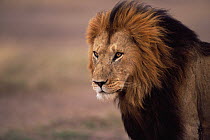 African lion {Panthera leo} male portrait, Masai Mara GR, Kenya