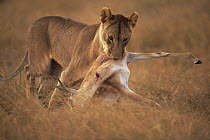 African lion {Panthera leo} female carrying gazelle prey, Masai Mara GR, Kenya