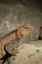 Sahara dabb lizard {Uromastyx geyri} captive, from North West Africa